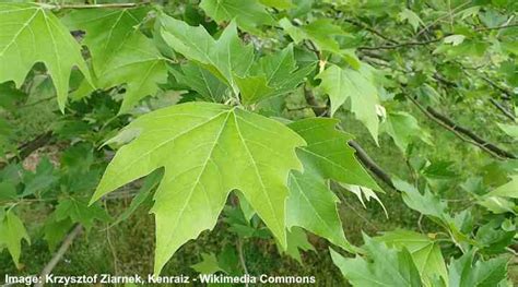 Sycamore Trees Leaves Bark Types Identification Guide Pictures