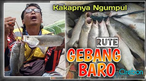 RUTE SPOT MANCING BARO GEBANG MEKAR CIREBON TIMUR BARRAMUNDI FISHING