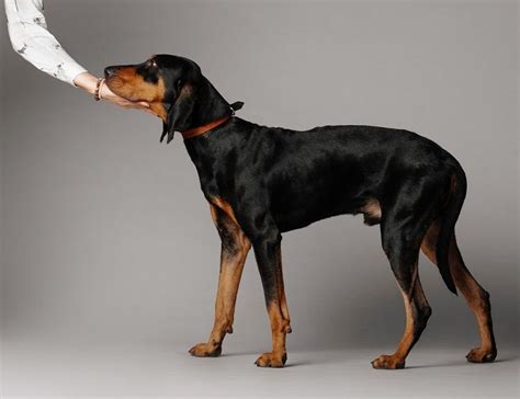 Black & Tan Coonhound Dog Breed Info: Pictures, Traits & Facts | Hepper