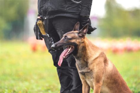 Belgian Malinois Training: 7 Methods For Successful Training