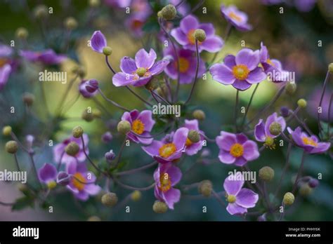 Anemone Hupehensis Anemone Hupehensis Var Japonica Y Anemone