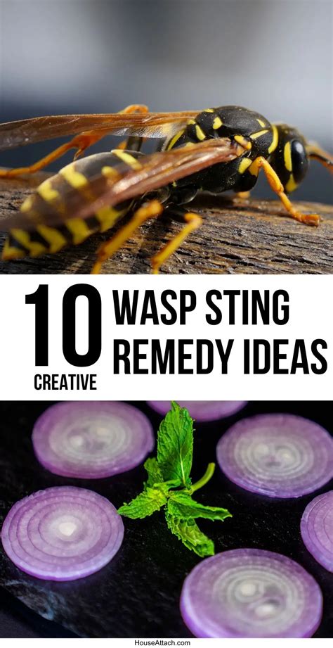 Best Homemade Wasp Sting Remedy Ideas