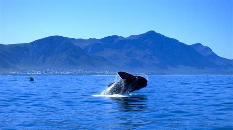 Da Citt Del Capo Tour Di Giorni Della Garden Route E Dell Addo