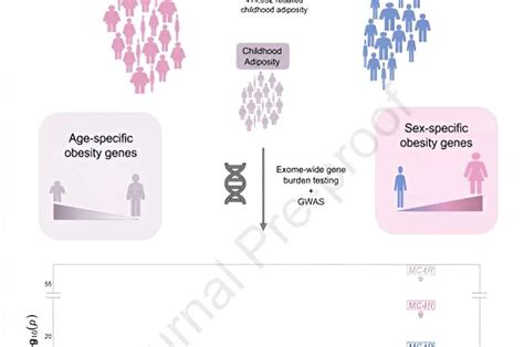 Scientists Link Obesity To Sex And Age Specific Genes