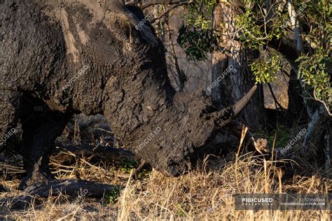 White Rhino Covered In Mud With Ears Back Standing In Africa Travel