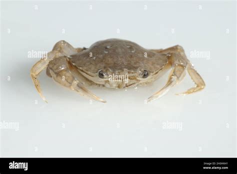 Crab Brachyura Short Tailed Crab Stock Photo Alamy