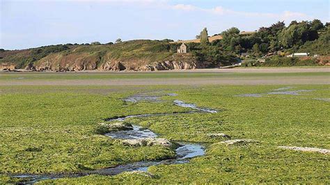 Bretagne Les Algues Vertes Moins Présentes Sur Les Plages Cet été