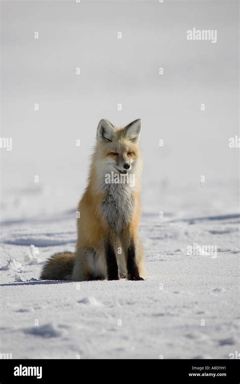 Red Fox Sitting On Snow Stock Photo Alamy