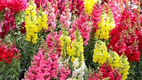 35 Beautiful Snapdragon Varieties for Your Garden