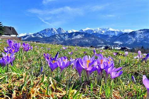 Krokusy Krokusy Maja G Ry Tatry Watra Podhala Ski