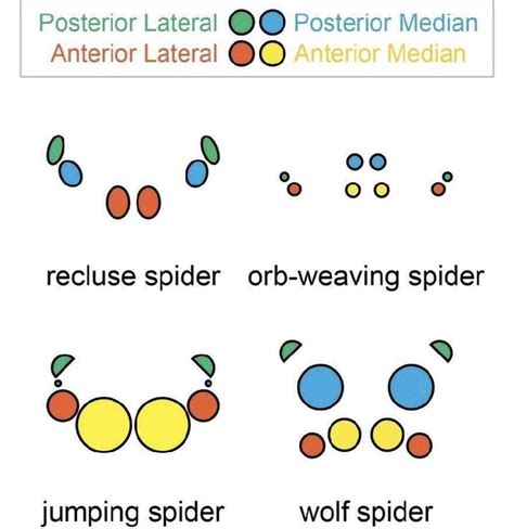 A Really Cool Guide To Identifying A Spider Rcoolguides