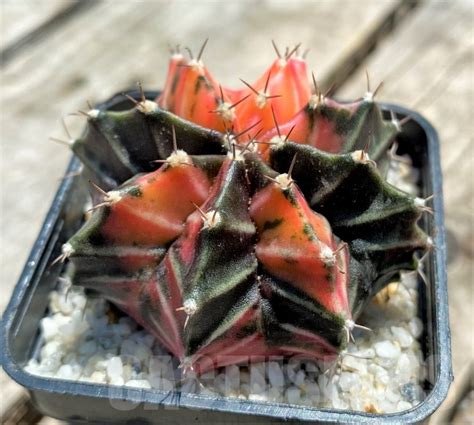 Shpr Gymnocalycium Mihanovichii F Variegata