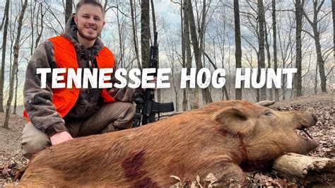 Tennessee Hog Hunting Huge Hog On The Ground Youtube