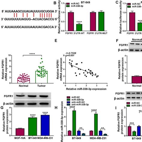 Mir 338 3p Exerted The Anti Cancer Role In Bc Cells By Targeting Fgfr1