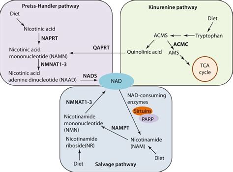 Fig 9 4 NAD Biosynthetic Pathways Three Independent