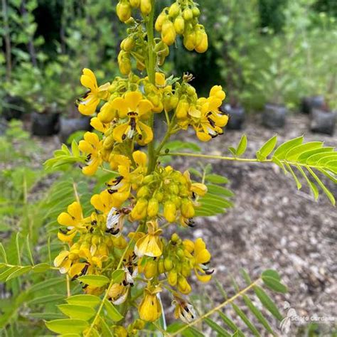 Medicinal Health Benefits Of Senna Hebecarpa Wild Senna Agric Profits