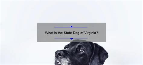 The Virginia State Dog: Uncovering the History and Significance of the ...