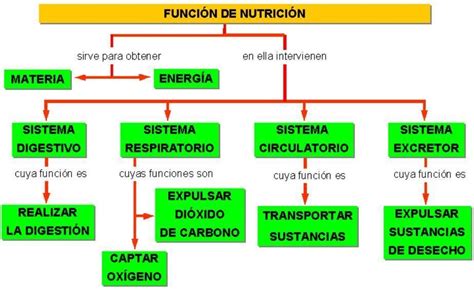 Mapa Conceptual De La Nutrición Celular Brainlylat