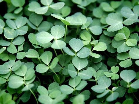 How to grow a shamrock plant