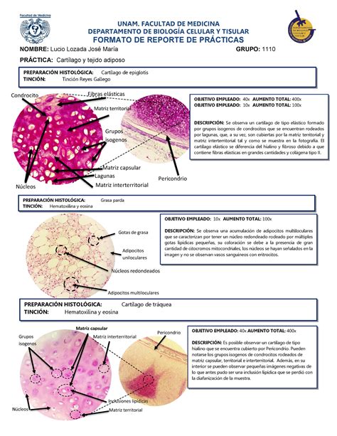 Cortes histológicos de cartilago y tejido adiposo primera parte