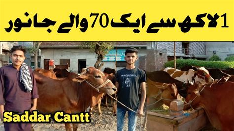 Shah Pur Mandi Se Sastay Janwar Saddar Bazar Cow Mandi Rates Lahore