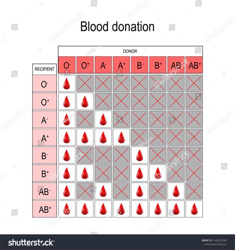 Blood Donation Chart Recipient Donor Types Stock Vector (Royalty Free ...