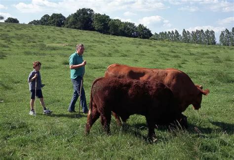 Idele Réussir Bovins Viande