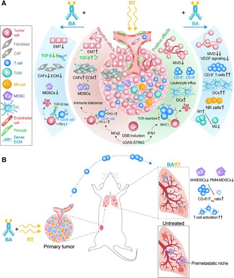 Schematic Illustrating The Mechanism Of Action Of BART In The TME And