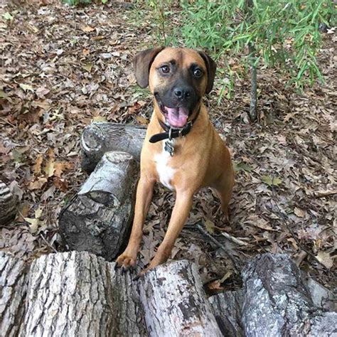 Boxer Beagle Mix: How to Take Care of Boggles? Do They Shed?