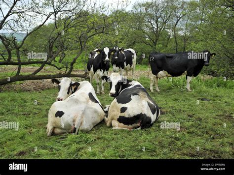 Cows Lancashire Holstein Friesian Friesians Holstein Holsteins Cattle Cow Cows Bovid Bovidae