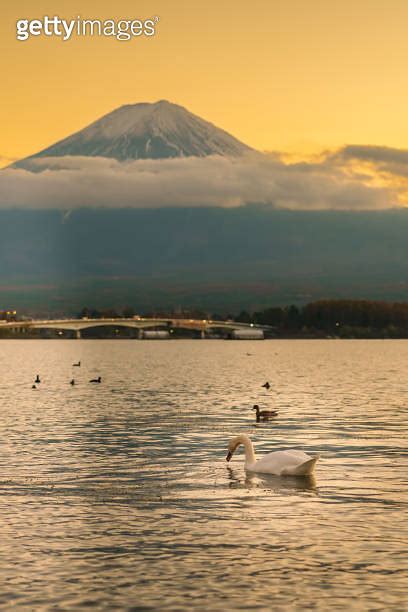 Mount Fuji With Swan And Duck At Lake Kawaguchi In The Evening Sunset