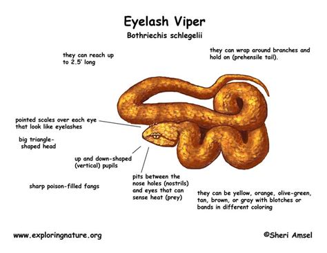 Snake (Eyelash Viper)