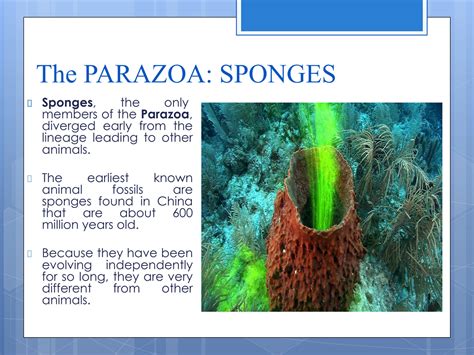 Solution Phylum Porifera The Parazoa Sponges Studypool