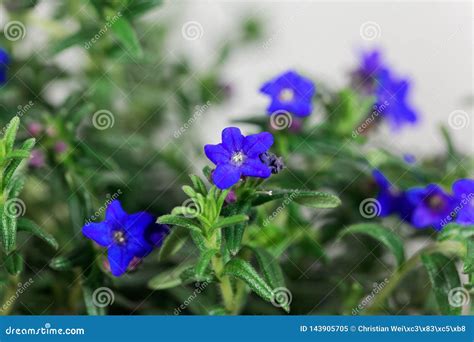 Purple Gromwell Lithodora Diffusa Flowers Stock Image Image Of