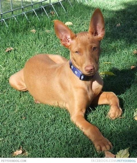 Pharaoh Hound is front Pharaoh Hound in the yard. | Pharaoh hound ...