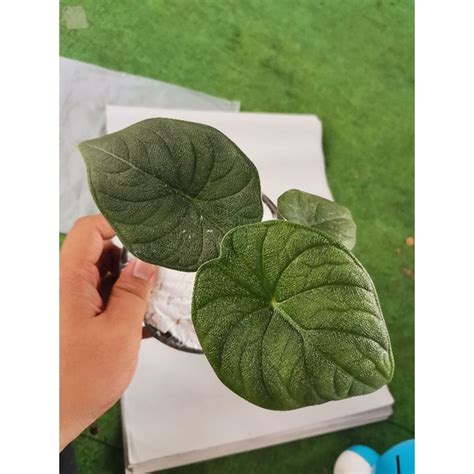 Jual Tanaman Alocasia Melo Badak Alocasia Melow Badak Shopee Indonesia