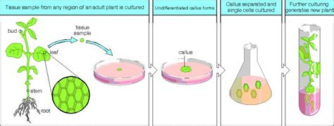 Plant Tissue Culture Nutrient Media | nutrienkarbo