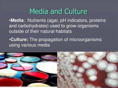 PPT Bacterial Culture Media PowerPoint Presentation ID 7661