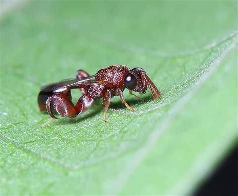 Parasitewasp - Tumblr Gallery