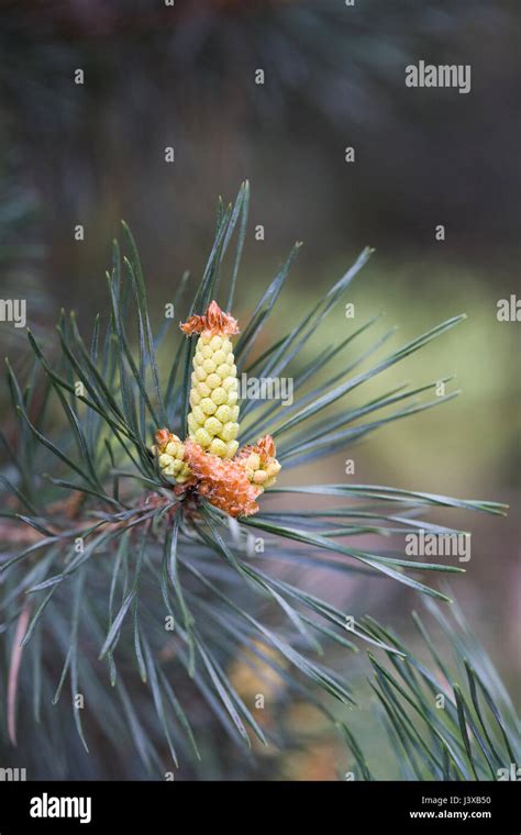 Pinus Seed Hi Res Stock Photography And Images Alamy