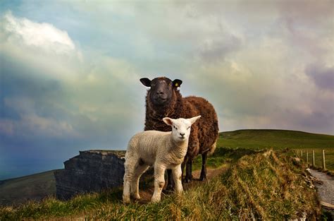 Free Images : nature, grass, mountain, cloud, field, meadow, animal, wildlife, pasture, grazing