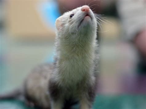 Ferret-FERRET-Male--1820825-Petland Lewis Center