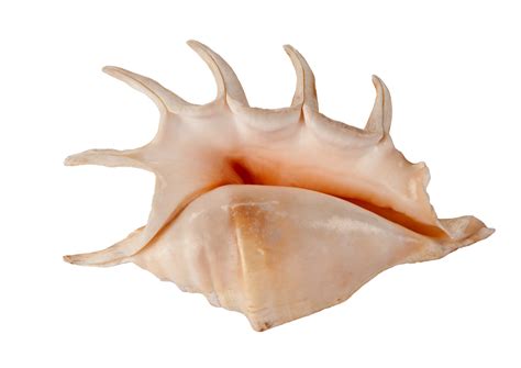 Seashell Decoration Isolated On A Transparent Background 22219395 Png