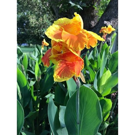 Canna Lily King Humbert Yellow And Orange 1 Rhizome Plant Etsy