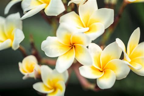 Flor Plumeria Alba Flores Brancas Tropicais O Meio Amarelo Imagem