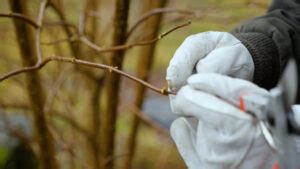 Growing Elderberry from Cuttings - Melissa K. Norris