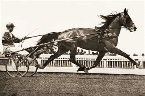 Harness racing in New Zealand - Alchetron, the free social encyclopedia