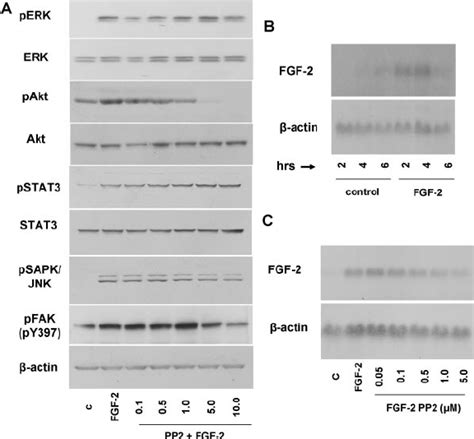 Fgf 2 Cell Signaling Inhibition And Mrna Regulation A Tttgf Cells