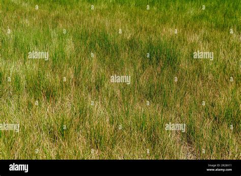 Texture Of Meadow Grass Stock Photo Alamy