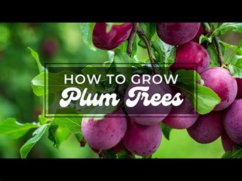 How To Grow Plum Tree Growing Plum In Pot Or Garden Tips To Grow And